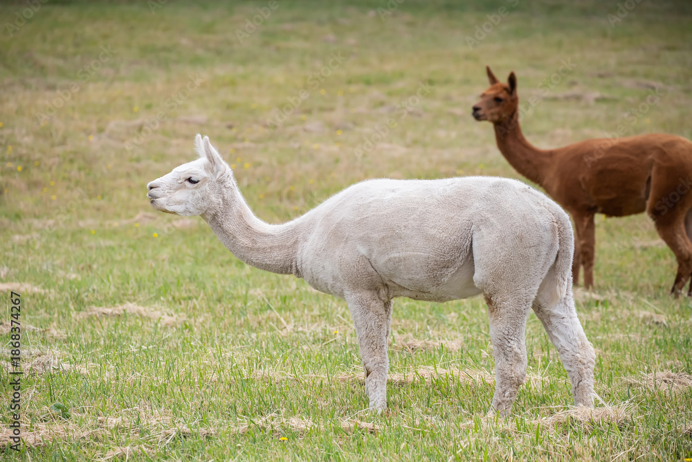 Fototapeta premium White sheared Alpaca grazing peacefully on a green rural pasture in natural farm landscape