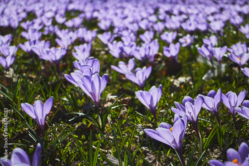 Spring flowerbed of purple crocus flowers. Crocus field