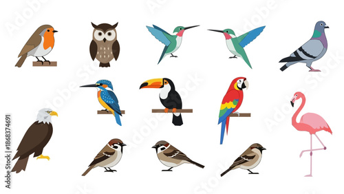 Collection of Various Bird Illustrations Featuring Different Species in a Minimalist Style