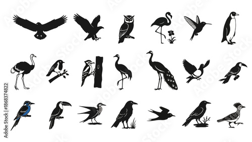 Collection of Various Bird Silhouettes Illustrating Different Species and Poses