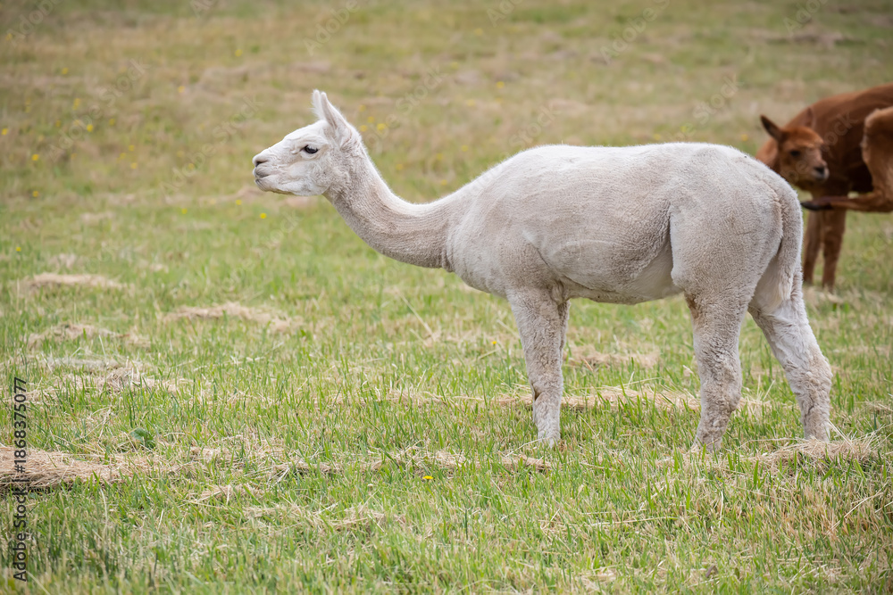 Fototapeta premium White sheared Alpaca grazing peacefully on a green rural pasture in natural farm landscape