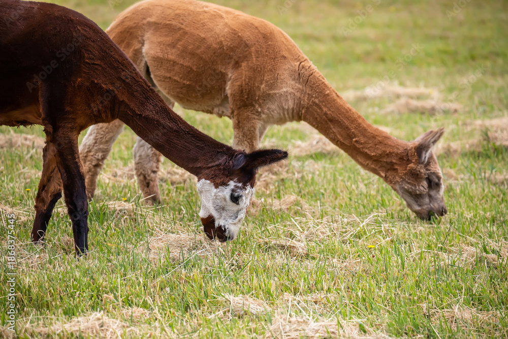 Fototapeta premium Two sheared alpacas grazing peacefully on a green rural pasture in natural farm landscape