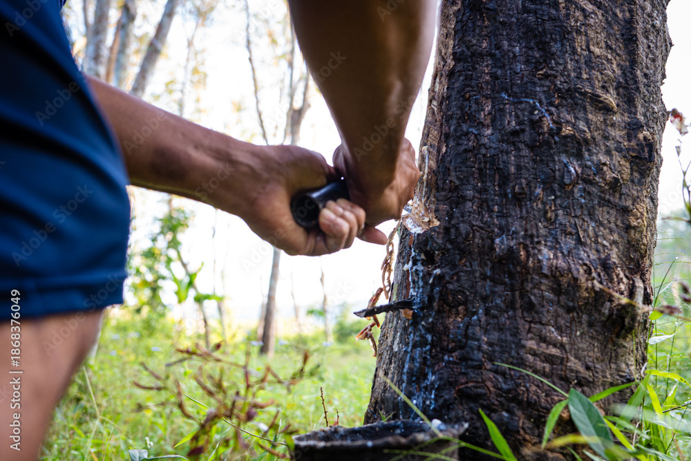 Naklejka premium Farmer man hand harvest rubber latex tree