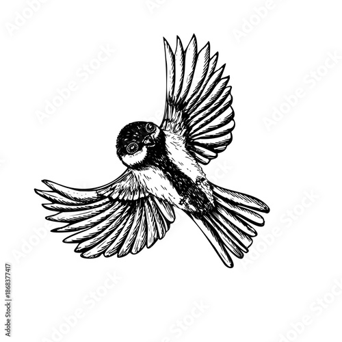 Flying titmouse vector isolated illustration. Hand drawn great tit in flight black and white outline drawing. Monochrome passerine bird with with wings spread graphic sketch
