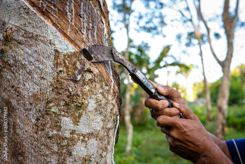 Farmer man hand harvest rubber latex tree