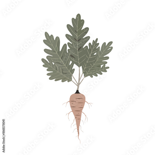 Wallpaper Mural Illustration of a carrot plant isolated on white background, Vector, illustration Torontodigital.ca