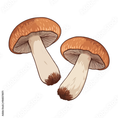 Pair of brown mushrooms isolated on white background, Vector, illustration