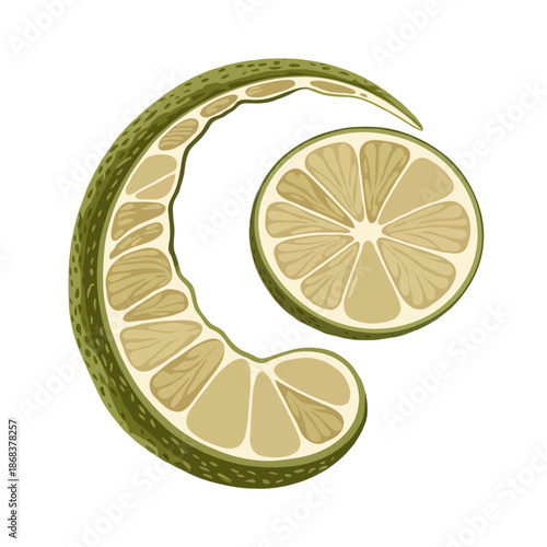 Sliced lime illustration isolated on white background, Vector, illustration