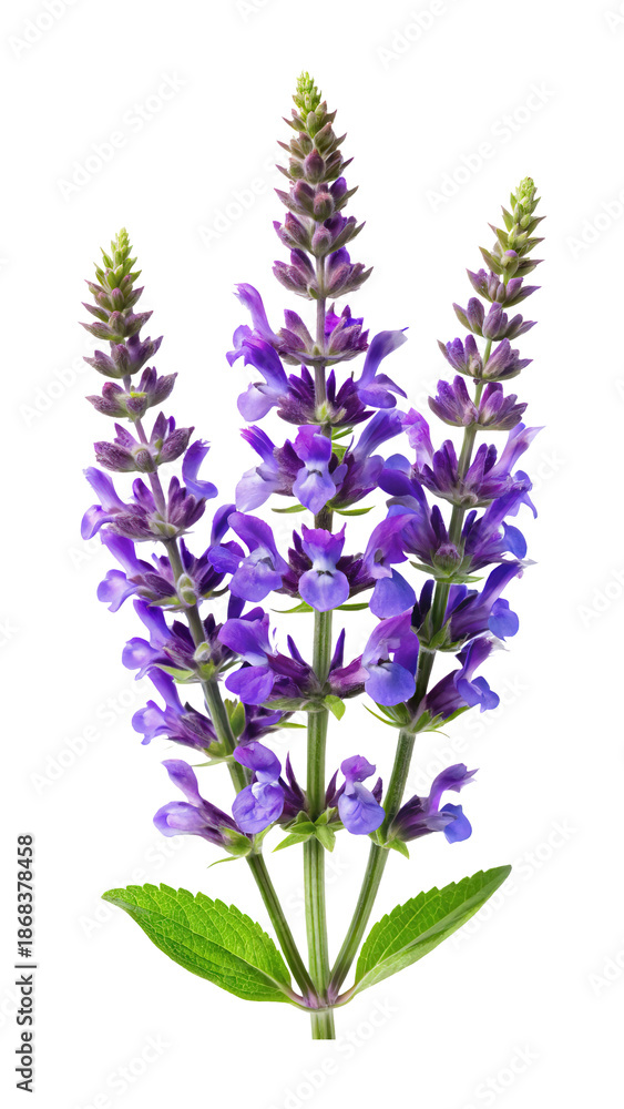Obraz premium Close up of a beautiful purple salvia plant in full bloom