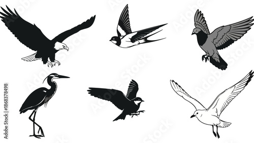Diverse Collection of Birds Including Eagles Herons and Swallows in Flight