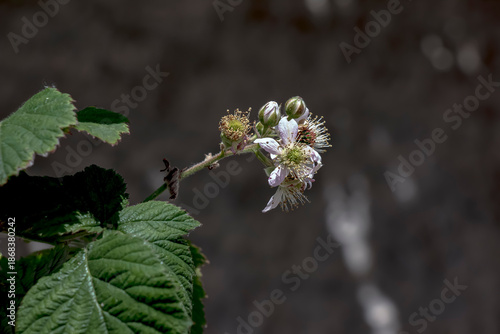 Fotografía Close-up of Rubus armeniacus grows wild