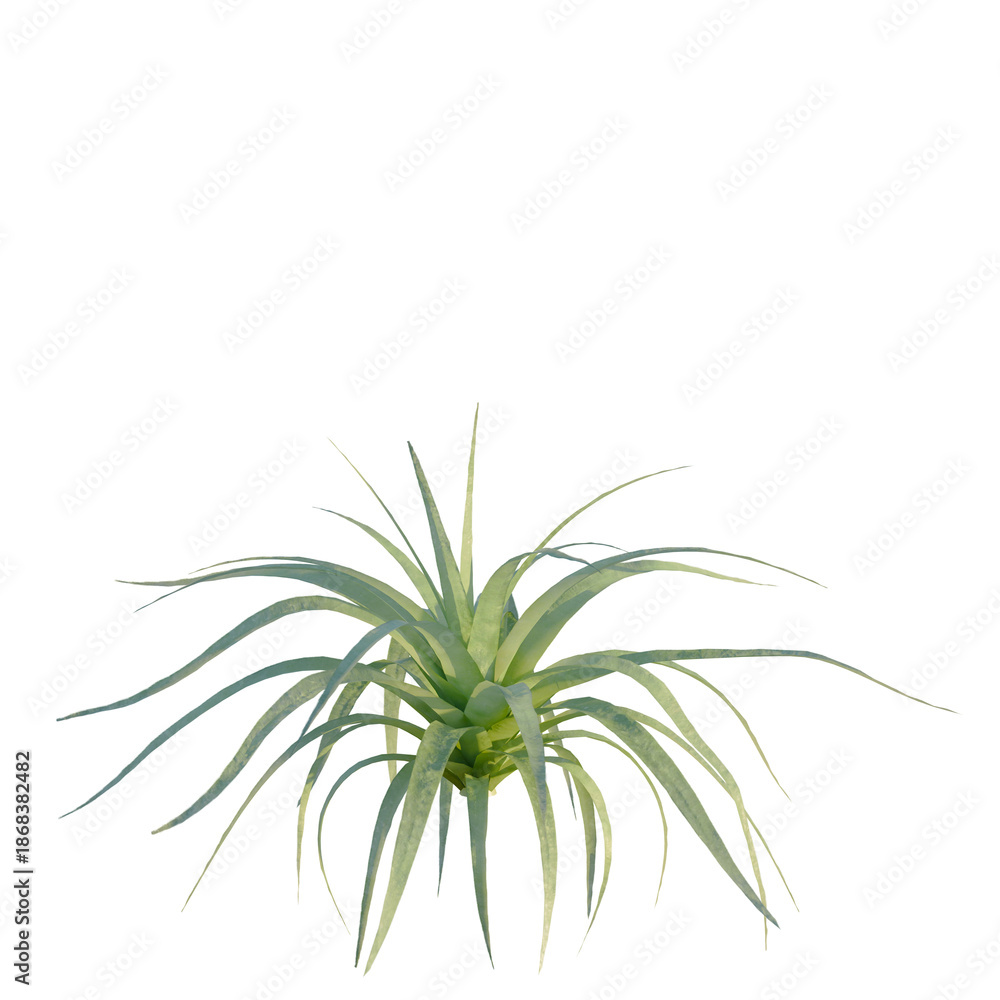 Fototapeta premium Agave bracteosa tree, front view, cutout, isolate, Elevation good for architecture visualization, Vibrant green air plant with long leaves on transparent background
