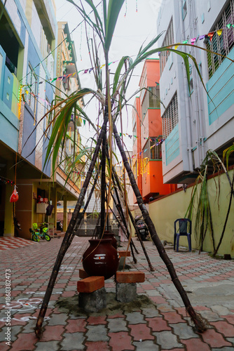 Setup of typical Tamil harvest festival with cooking pots and sugarcane decoration, celebrating gratitude to the Sun God, nature, and farm animals.