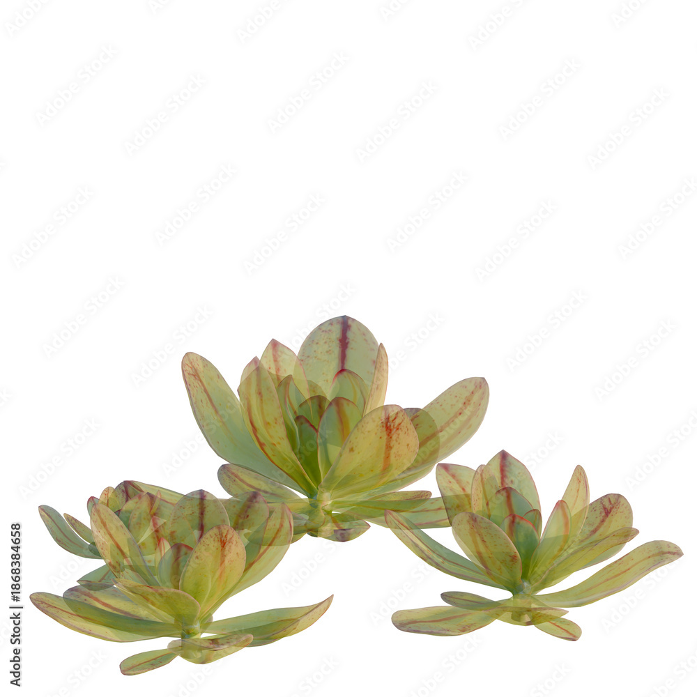 Fototapeta premium Echeveria nodulosa tree, front view, cutout, isolate, Elevation good for architecture visualization, Succulents with green and red leaves on transparent background