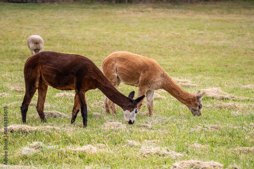 Obraz premium Two sheared alpacas grazing peacefully on a green rural pasture in natural farm landscape