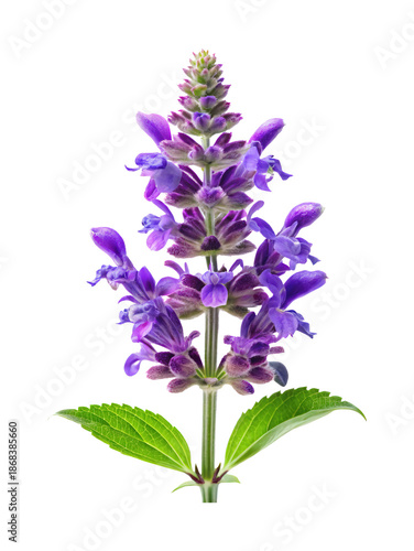 Beautiful closeup of a vibrant purple salvia flower against white backdrop
