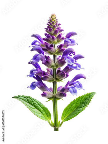Wallpaper Mural Beautiful Blooming Salvia Flower with Purple Petals and Green Leaves Isolated Torontodigital.ca