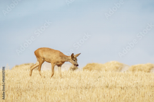 Fotografía Reh frisst auf dem Feld