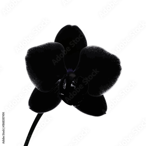 A black orchid flower in full bloom.