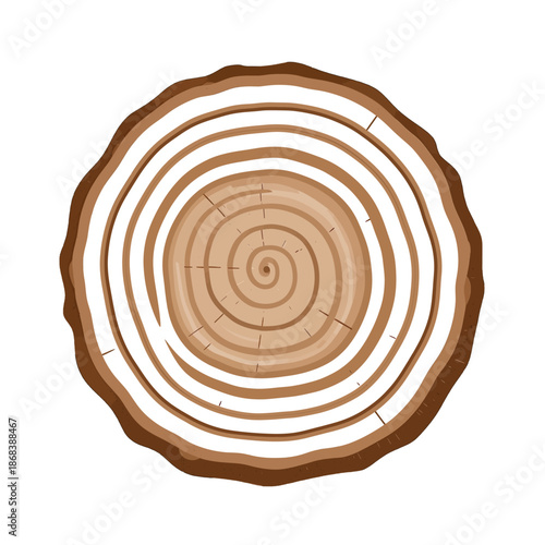 Circular tree stump with concentric rings isolated