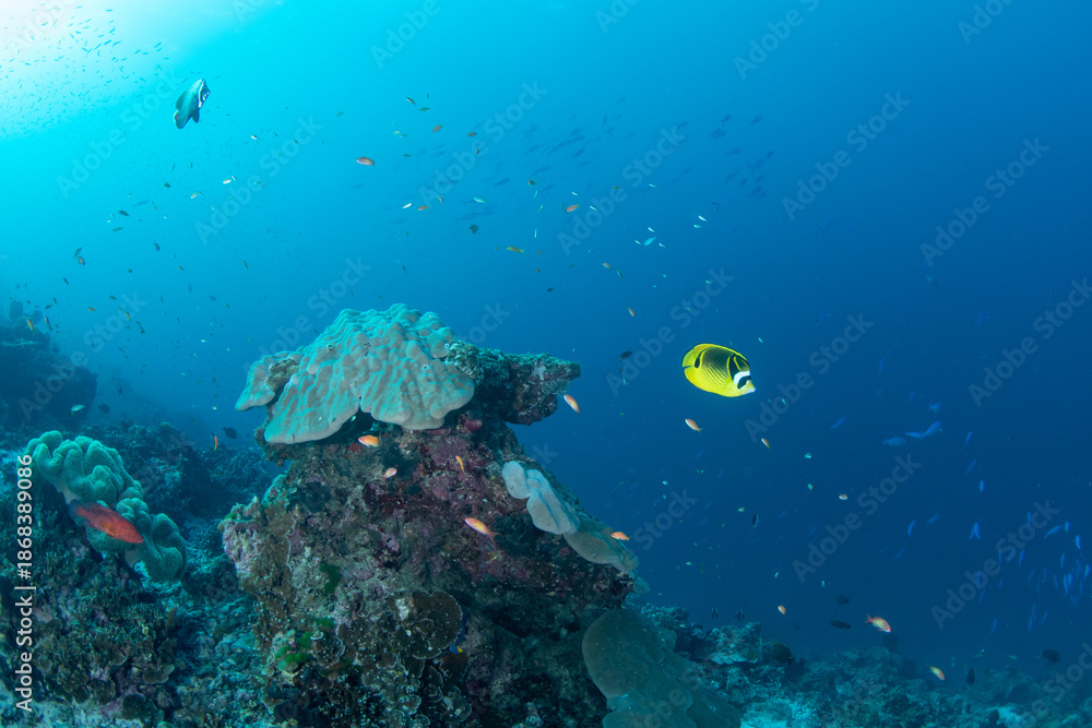Obraz premium Tropical coral reef with small pinnacle covered by mountain coral and passing butterflyfish, Similan Islands, Thailand