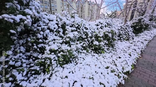 Walking in a snowy day at Istanbul downtown, all plants are covered with snow. Modern apartment blocks are at the background.