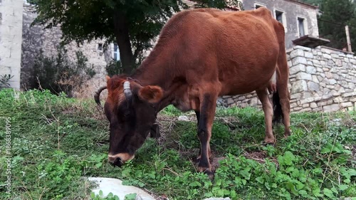 Wallpaper Mural Weidende Kuh vor alten Steinmauern im Bergdorf, Qeparo, Qark Vlora, Albanien Torontodigital.ca