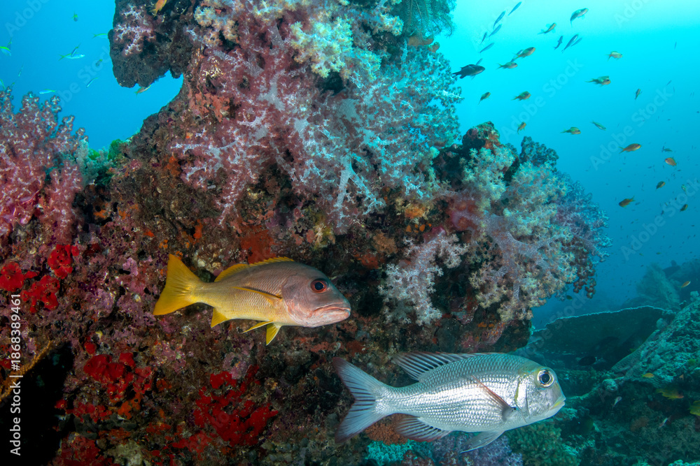 Obraz premium Dog snapper (Lutjanus jocu) and Bigeye emperor (Monotaxis grandoculis) next to vibrant purple soft corals, Similan Islands, Thailand