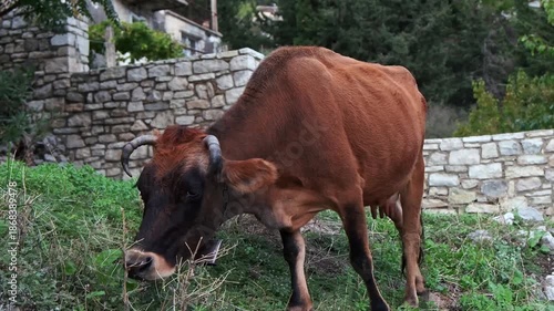 Wallpaper Mural Weidende Kuh vor alten Steinmauern im Bergdorf, Qeparo, Qark Vlora, Albanien Torontodigital.ca