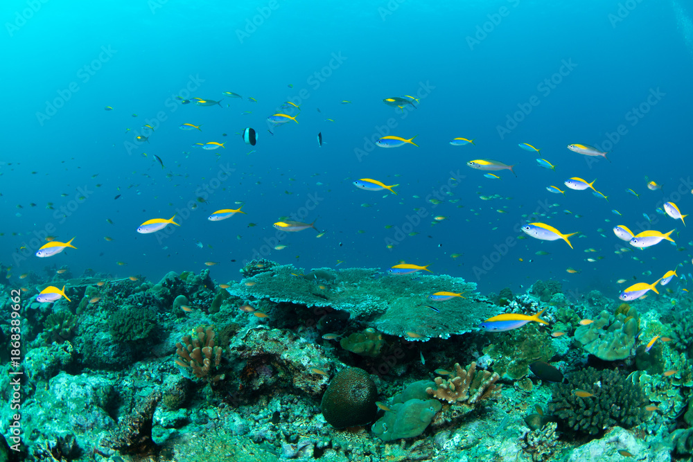 Obraz premium Yellowback fusilier (Caesio xanthonota) school over rocky reef with table coral underneath, Similan Islands, Thailand