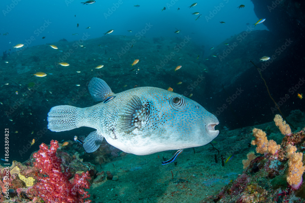 Obraz premium Blue-spotted pufferfish (Arothron caeruleopunctatus) being cleaned by bluestreak cleaner wrasse (Labroides dimidiatus) underwater, Similan Islands, Thailand