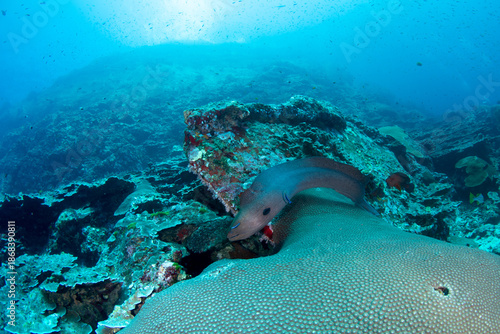 Giant moray eel (Gymnothorax javanicus) swimming in coral reef, Koh Bon, Similan Islands, Thailand