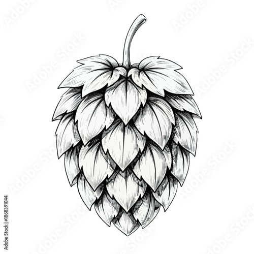 Hand-drawn hop cone illustration