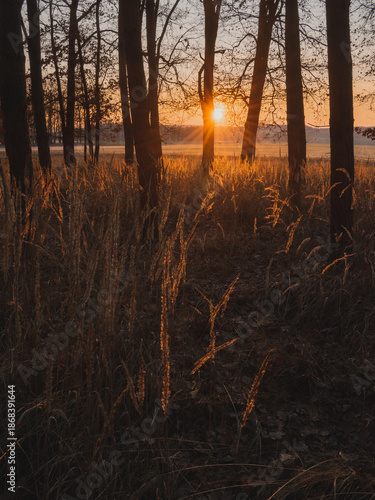 Fallen tree trunk in a quiet forest at sunrise with beautiful sun star and golden light