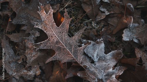 Fallen leaves and the first autumn frosts