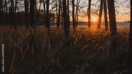 Fallen tree trunk in a quiet forest at sunrise with beautiful sun star and golden light
