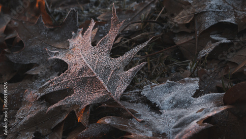 Fallen leaves and the first autumn frosts