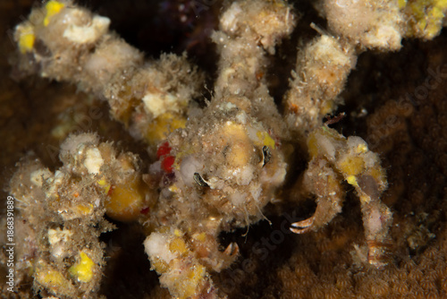 Slika na platnu Close-up of decorator crab (Compsocia retusa), Similan Islands, Thailand