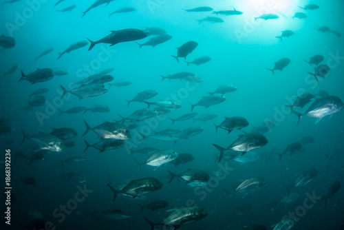 Wallpaper Mural School of rainbow runners, bluefin trevallies, and longnosed emperors schooling together, Richelieu Rock, Thailand Torontodigital.ca