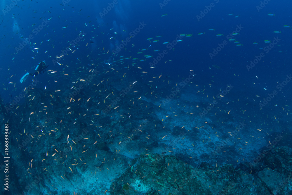 Naklejka premium School of reef fish over rocky coral reef with scuba diver, Similan Islands, Thailand