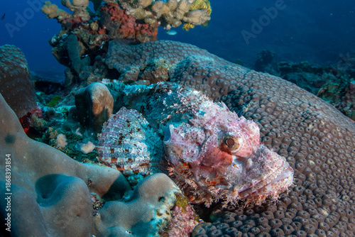 Photos Raggy scorpionfish (Scorpaenopsis venosa) on tropical reef, Similan Islands, Tha