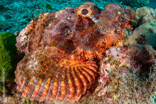 Tableau sur toile Tassled scorpionfish (Scorpaenopsis oxycephala) on tropical reef