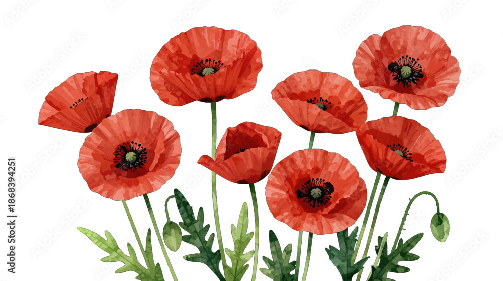 Obraz premium Watercolor red poppies with green stems and leaves.