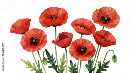 Watercolor red poppies with green stems and leaves.