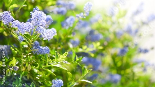 Ceanothus Shrub blooming in summer garden, close up. California lilac flowers. Ceanothus in garden design, blue flowers, macro shot. Slow motion 
