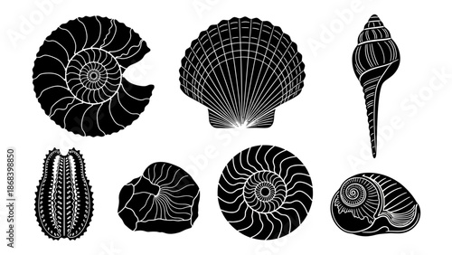 Black and white sea shells illustrations isolated on white background
