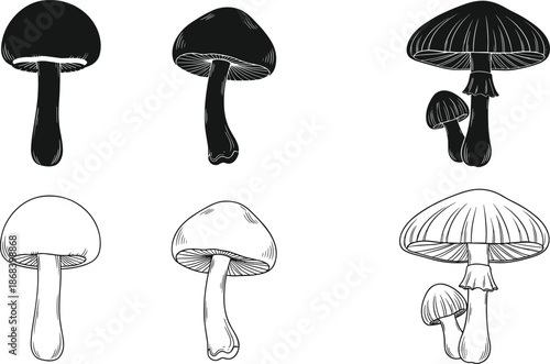 Hand drawn mushroom illustration set, black and white fungi sketches, vintage botanical style, edible wild mushrooms, nature design vector collection