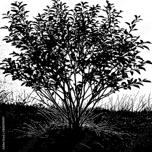 Silhouetted bush in field