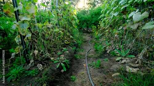 Wallpaper Mural Rising camera from ground level revealing gherkin cucumber plants withering or dying while its vines tangled to arch shaped trellis made from cattle panels.  Torontodigital.ca
