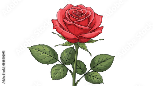 Elegant red rose illustration with green leaves isolated on transparent background, Vector